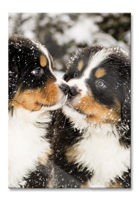 Bernersennen Hunde Welpen, Glasbild