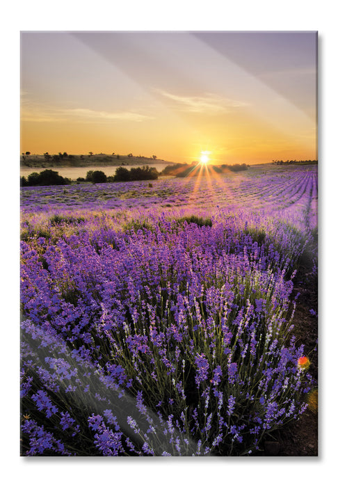 Lavendelfeld in Frankreich, Glasbild