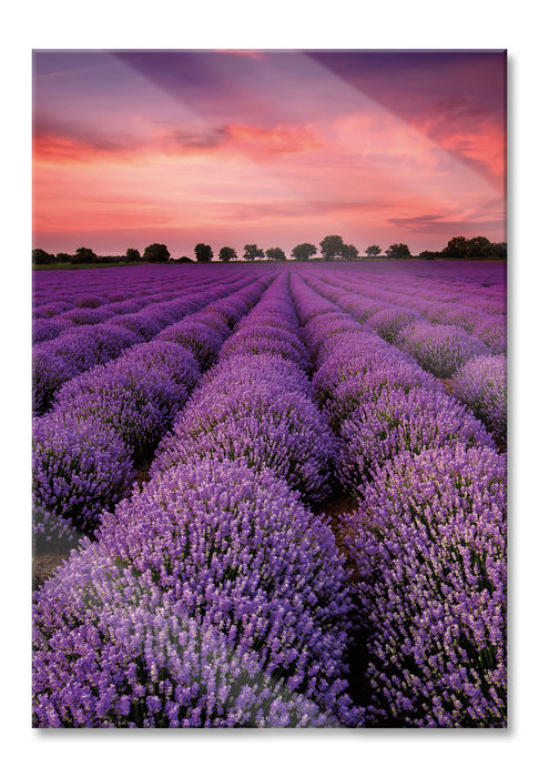 Wunderschöne Lavendel Provence, Glasbild