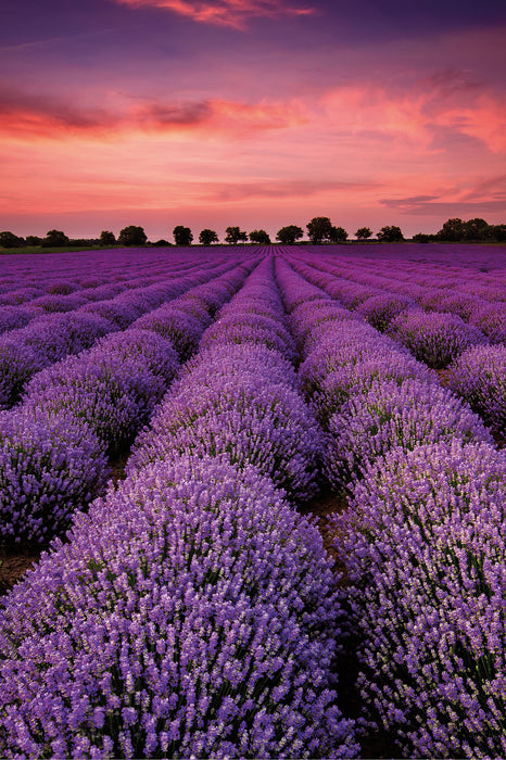 Wunderschöne Lavendel Provence, Glasbild