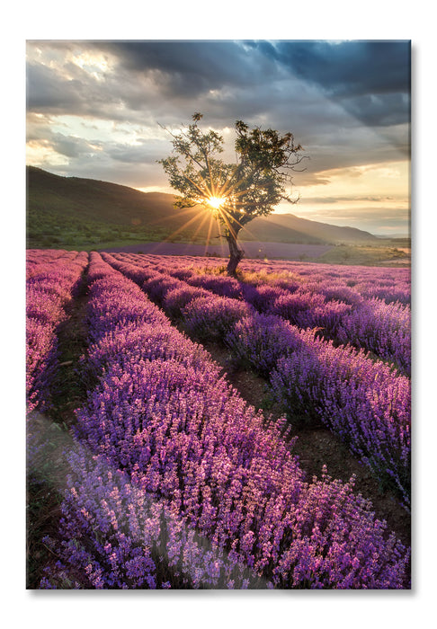 Lavendel Provence mit Baum, Glasbild