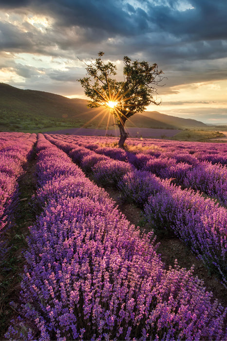 Lavendel Provence mit Baum, Glasbild