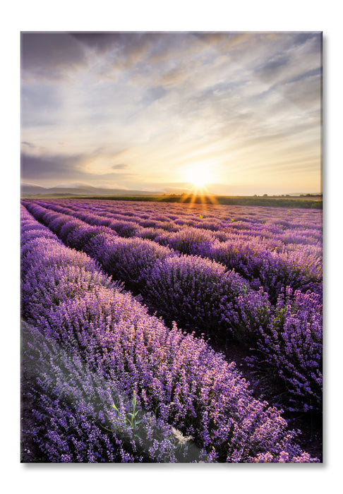 Traumhafte Lavendel Provence, Glasbild