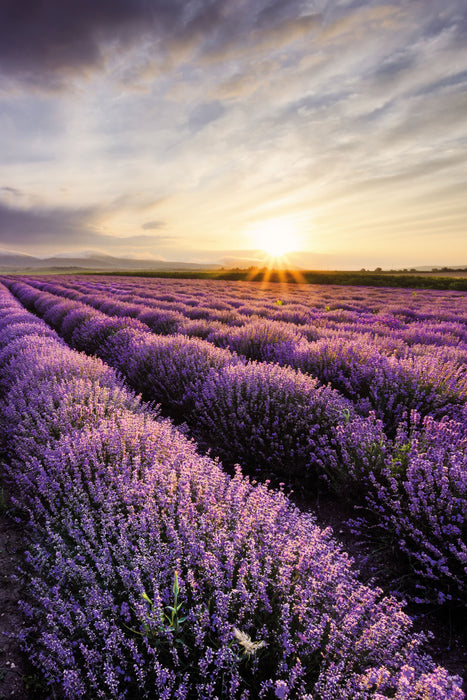 Traumhafte Lavendel Provence, Glasbild