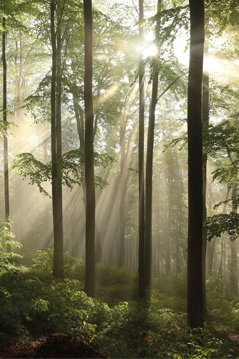 Sonnenstrahlen im Wald, Glasbild