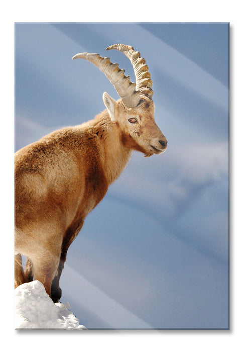 Pixxprint Steinbock im Schnee, Glasbild