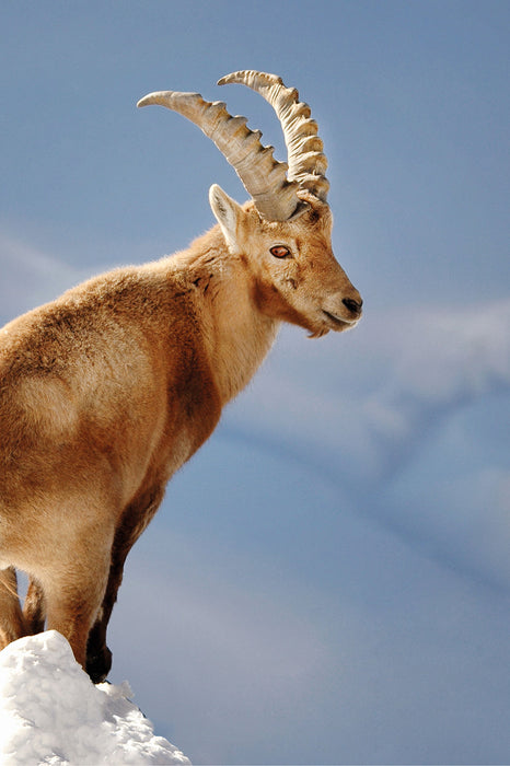 Steinbock im Schnee, Glasbild