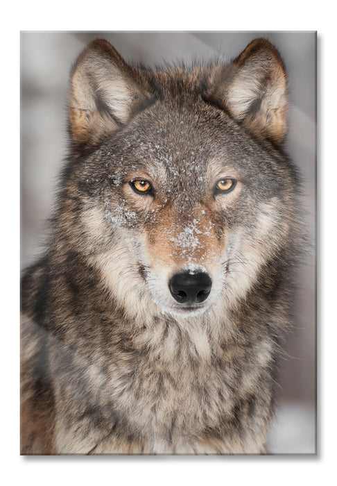 Pixxprint Wachsamer Wolf, Glasbild