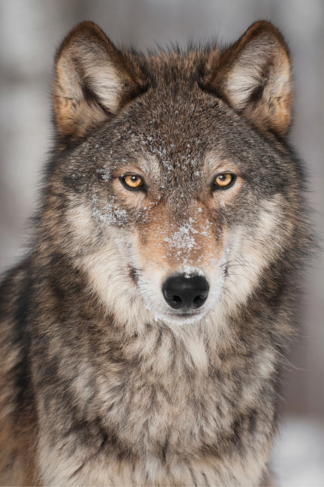 Wachsamer Wolf, Glasbild