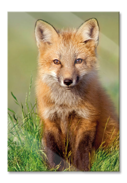 Kleiner Fuchs auf Wiese, Glasbild