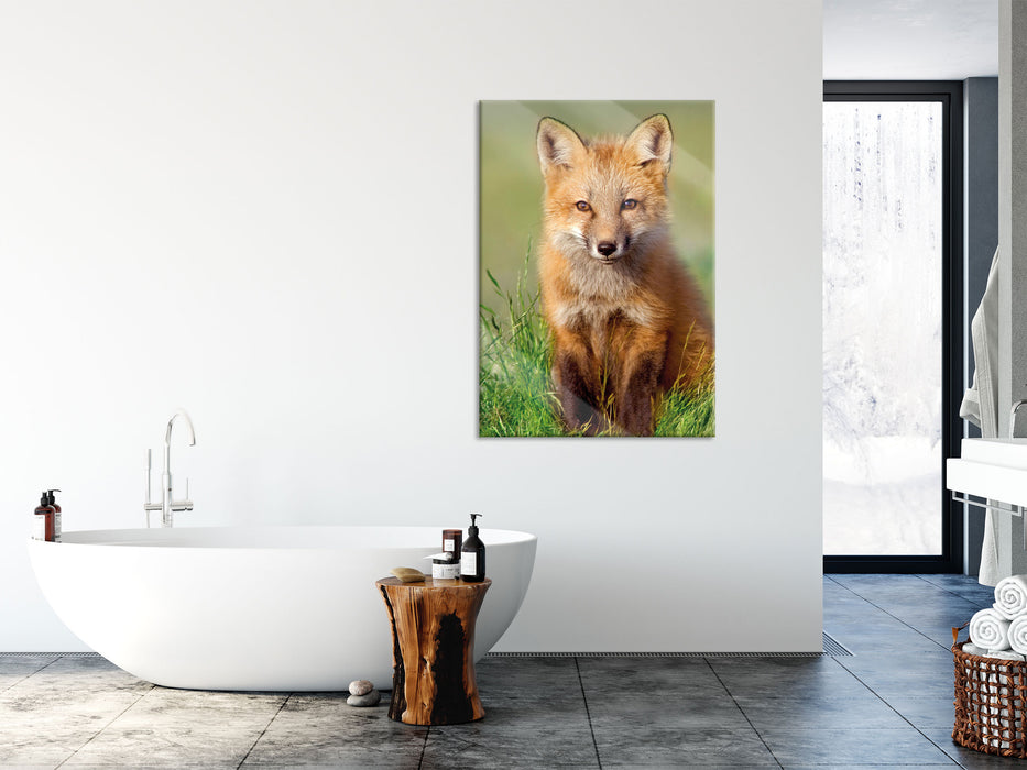 Kleiner Fuchs auf Wiese, Glasbild