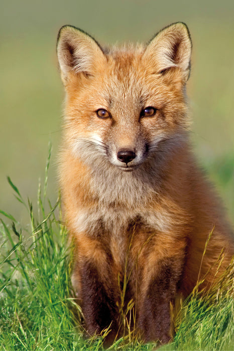 Kleiner Fuchs auf Wiese, Glasbild