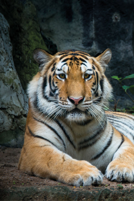 Liegender Tiger, Glasbild