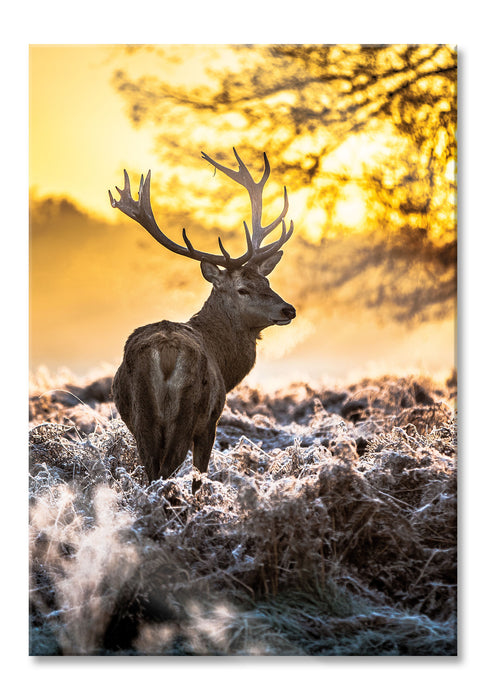 Pixxprint Hirsch im Wald, Glasbild