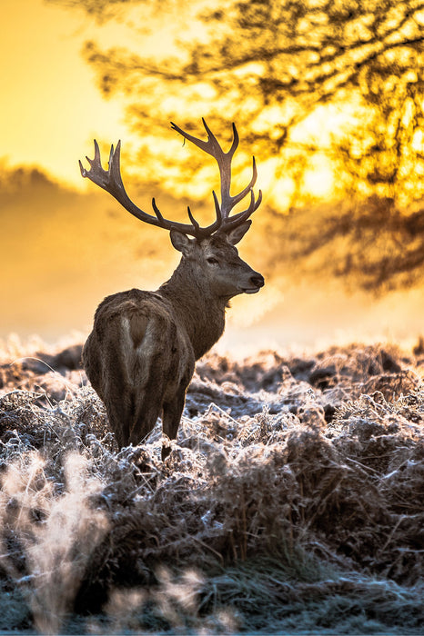 Hirsch im Wald, Glasbild