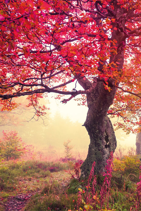 Traumhafte Herbstlandschaft, Glasbild