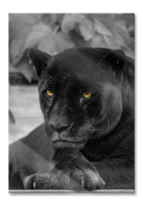 Pixxprint schwarzer Panther, Glasbild