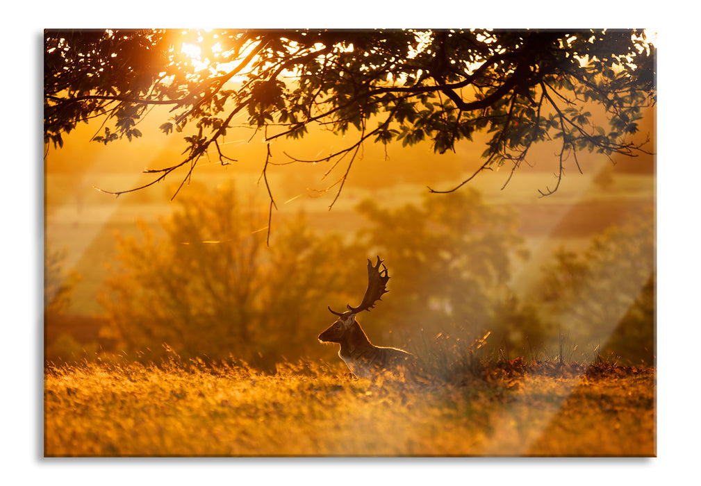 Damhirschbock Herbstmorgen, Glasbild