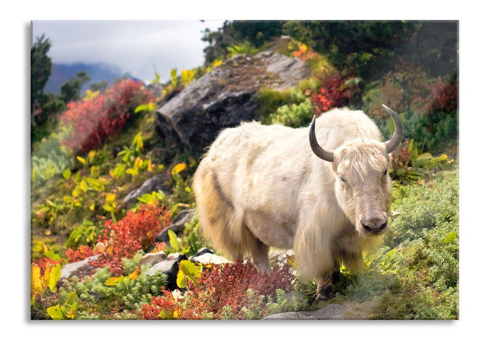 Pixxprint Schönes Yak Himalaya, Glasbild