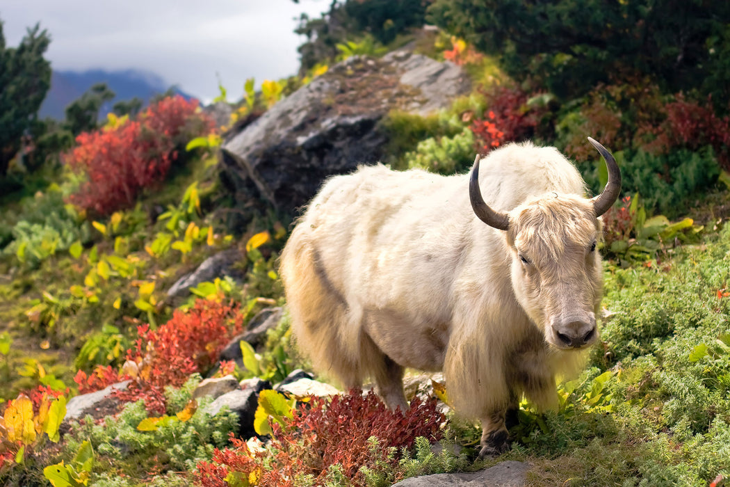 Schönes Yak Himalaya, Glasbild