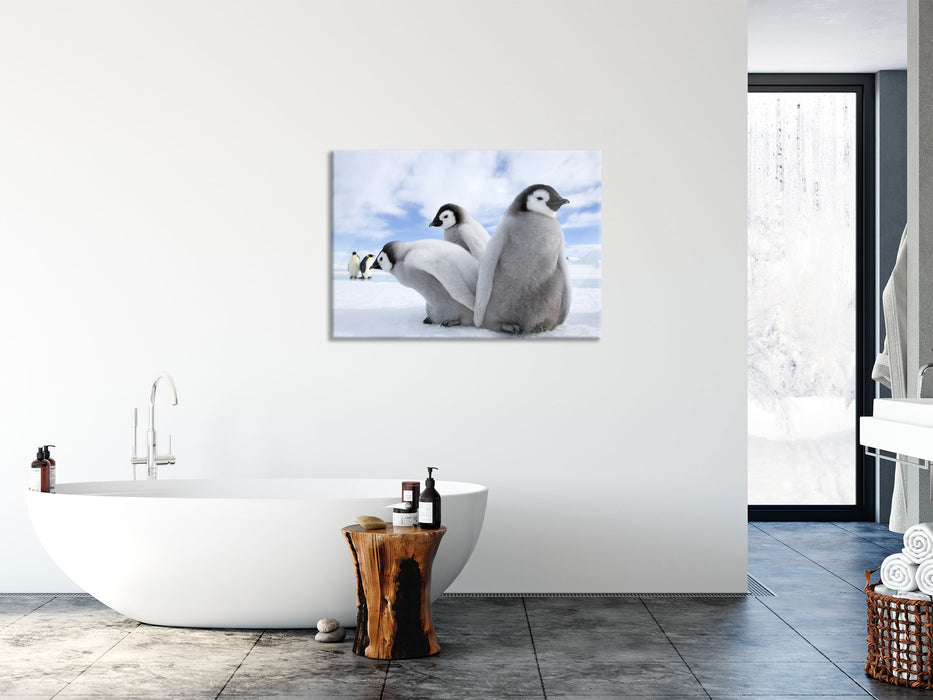 Kaiserpinguin Gruppe, Glasbild