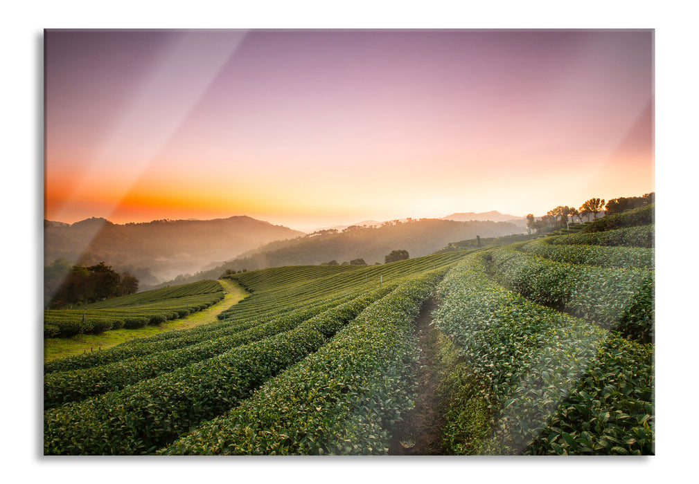 Pixxprint Sonnenaufgang Teeplantage Thailand, Glasbild