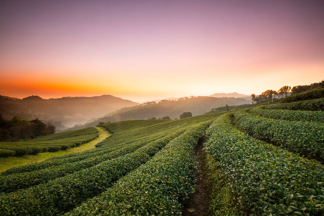 Sonnenaufgang Teeplantage Thailand, Glasbild