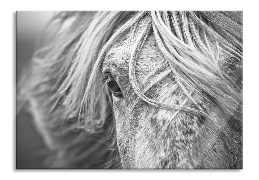 Pixxprint Islandpony in den Westfjorden, Glasbild