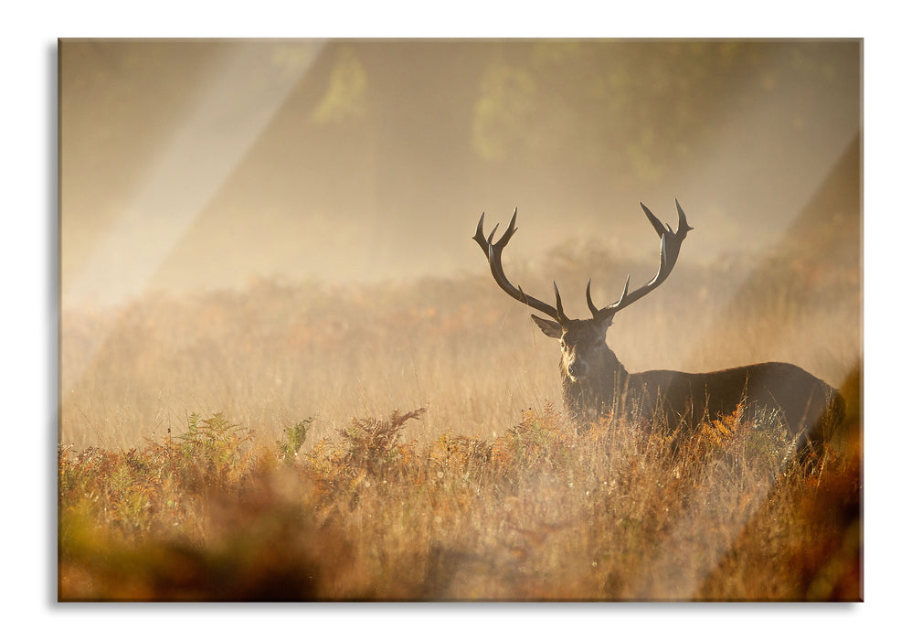 Rotwild Hirsch im Nebel, Glasbild