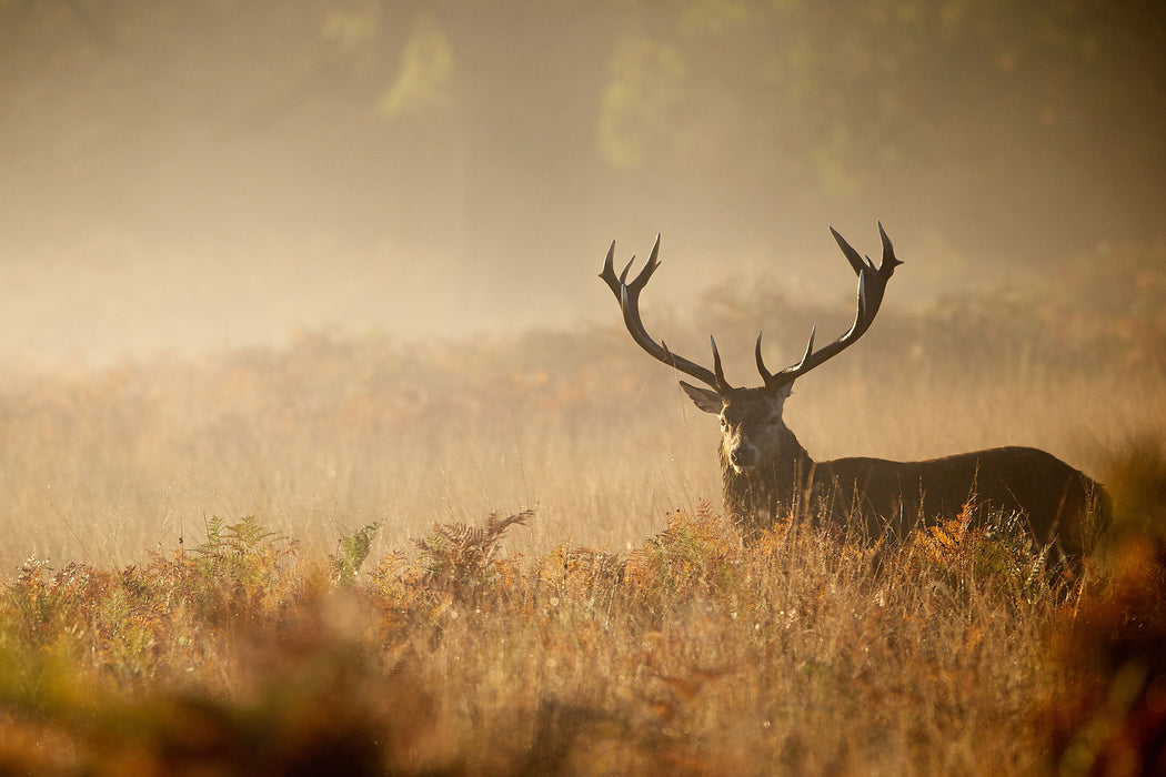 Rotwild Hirsch im Nebel, Glasbild