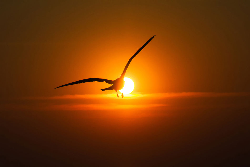 Möwe fliegt in den Sonnenuntergang, Glasbild