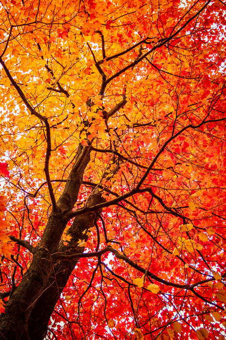 Feurige Herbstblätter, Glasbild