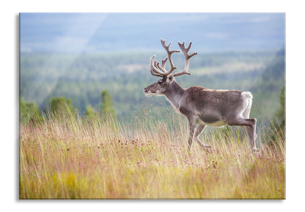 Pixxprint Rentier in Norwegen, Glasbild