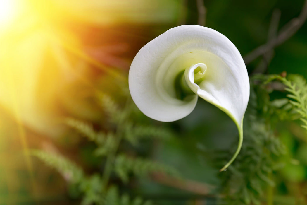 Calla Lilie Blüte, Glasbild