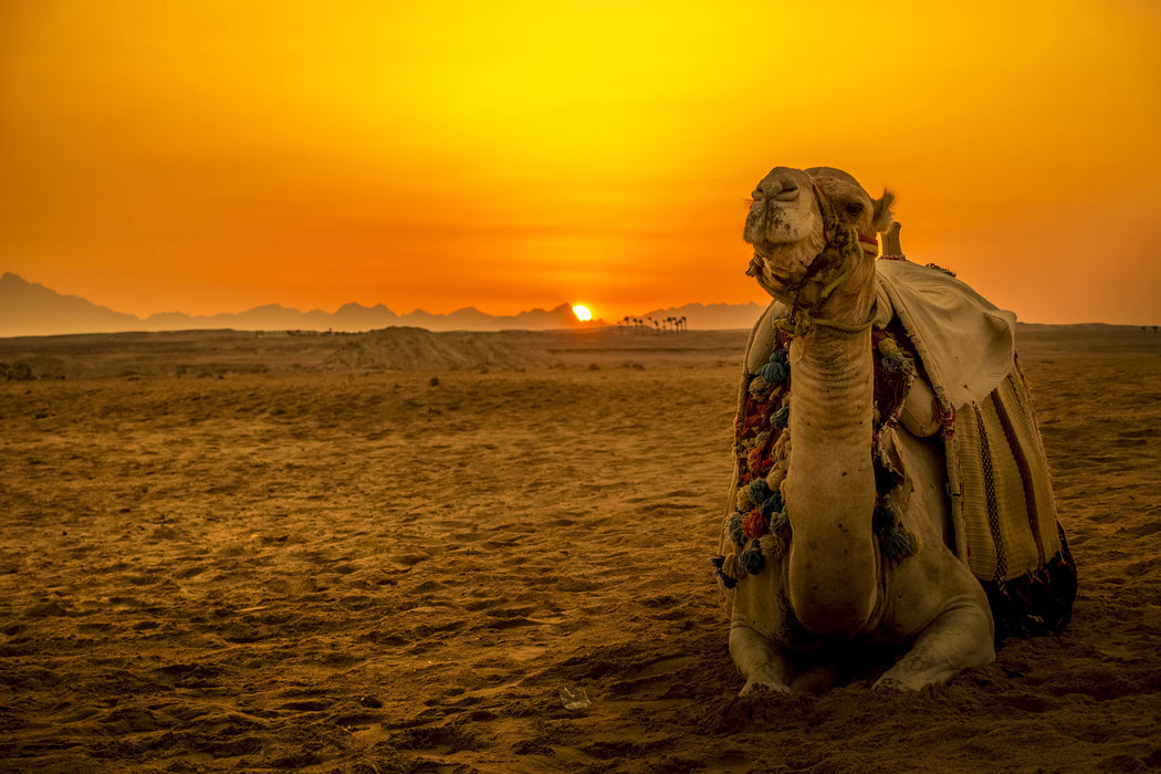 Kamel in Wüste bei Sonnenaufgang, Glasbild