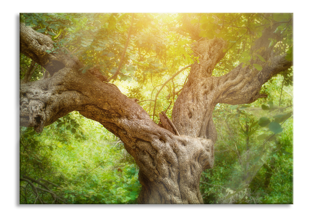 Mächtiger Baum im Wald, Glasbild