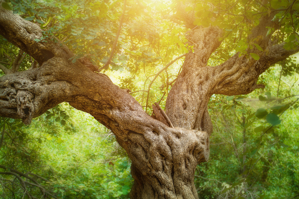 Mächtiger Baum im Wald, Glasbild