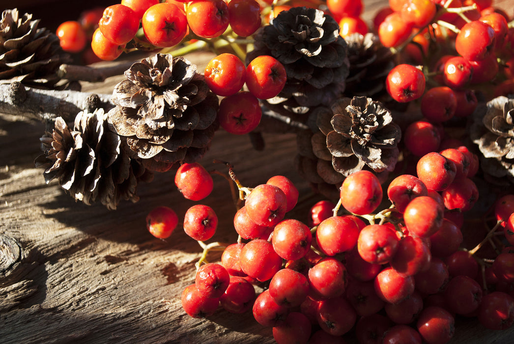 Vogelbeeren und Tannenzapfen, Glasbild