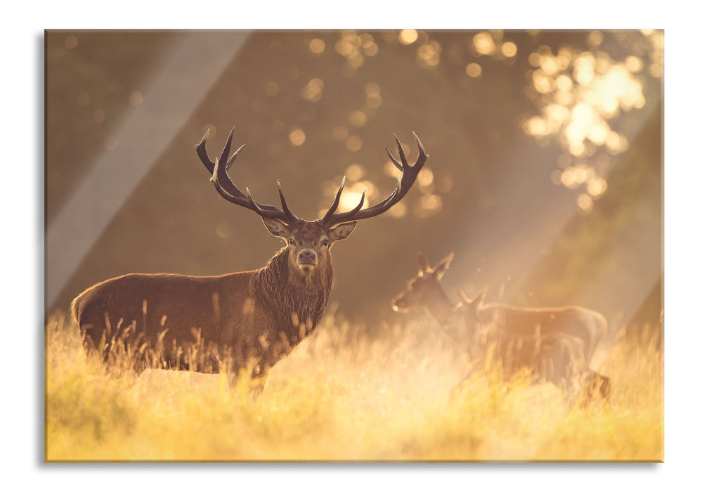 Rotwild im goldenen Morgenlicht, Glasbild