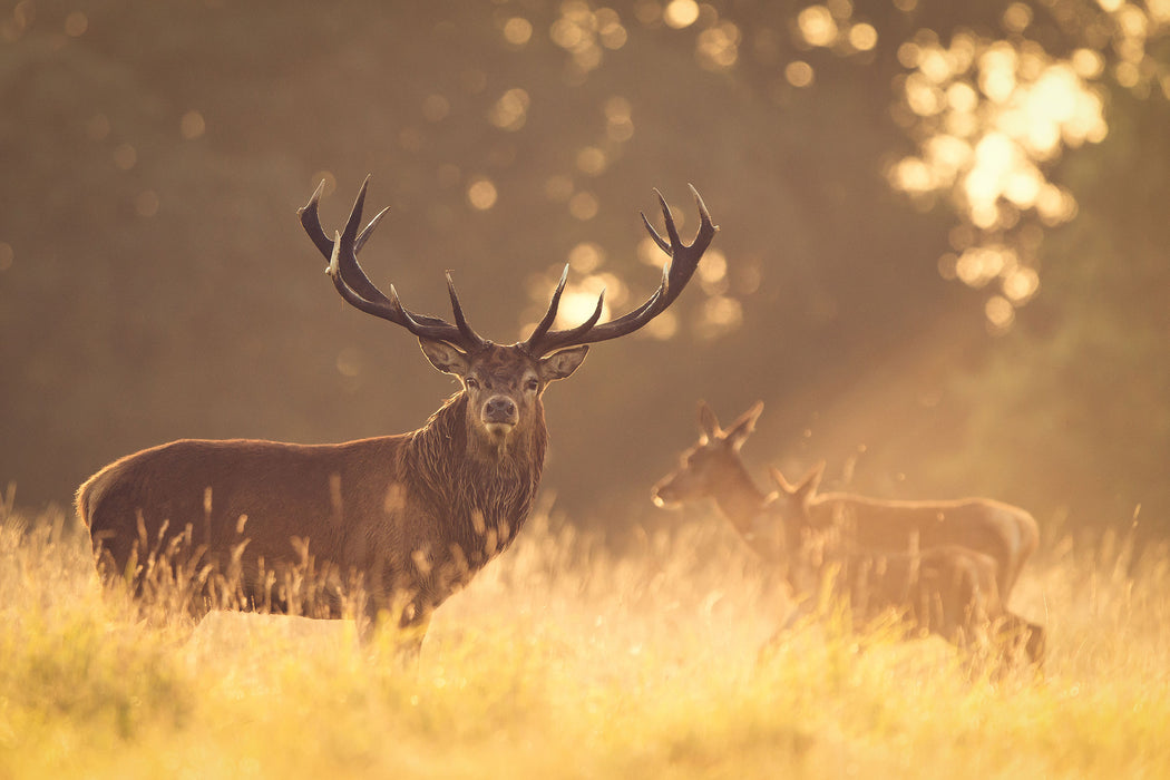 Rotwild im goldenen Morgenlicht, Glasbild