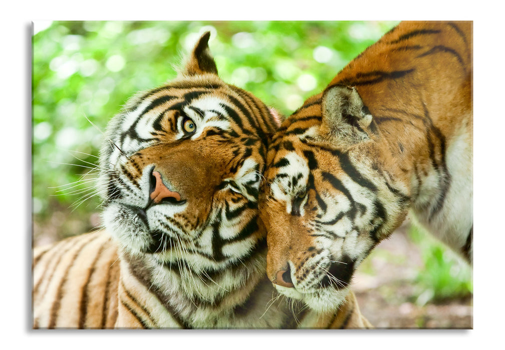 Pixxprint Zwei liebkosende Tiger, Glasbild