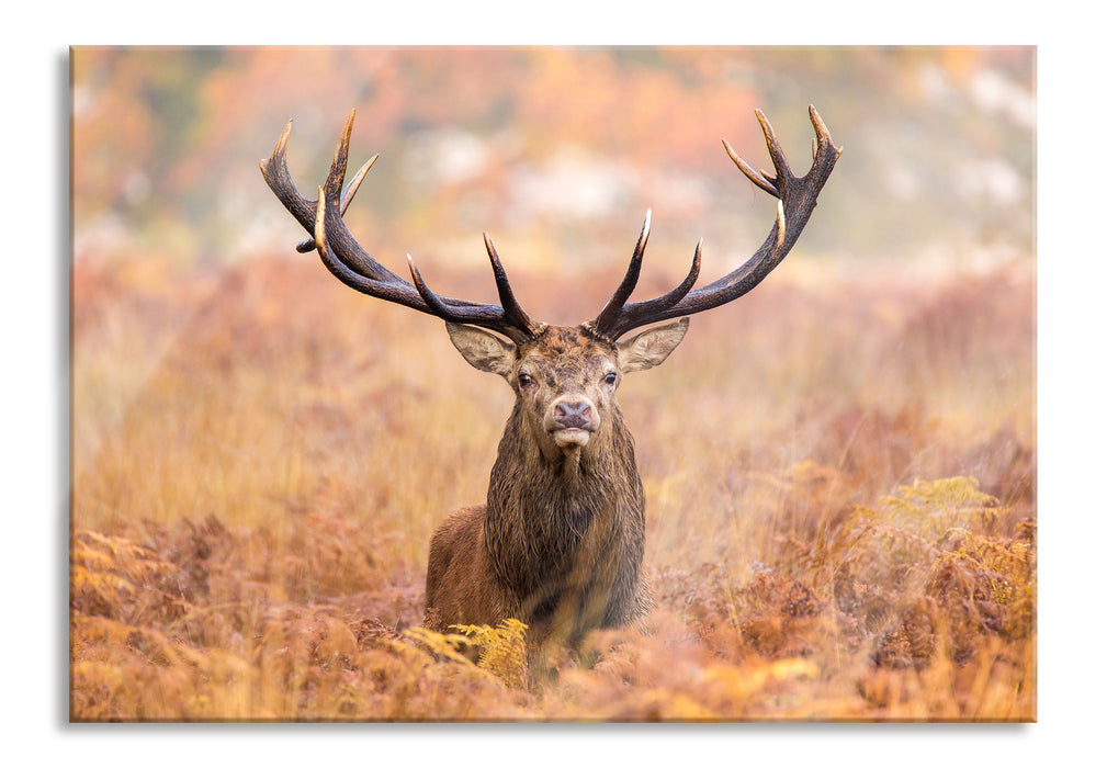 Großer Hirsch im Feld, Glasbild