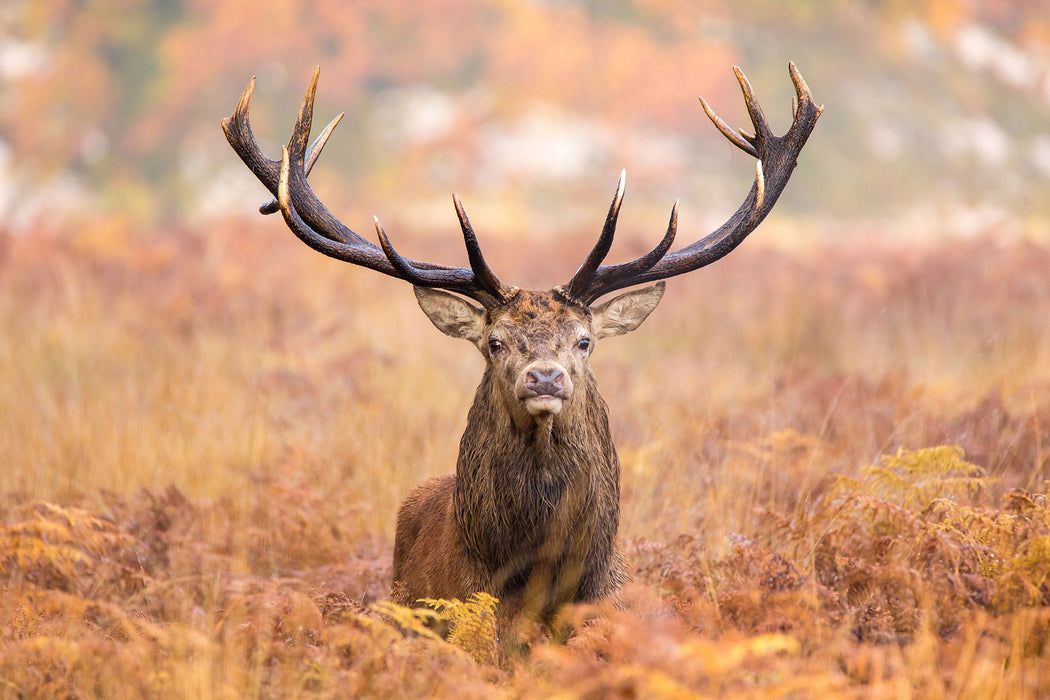 Großer Hirsch im Feld, Glasbild