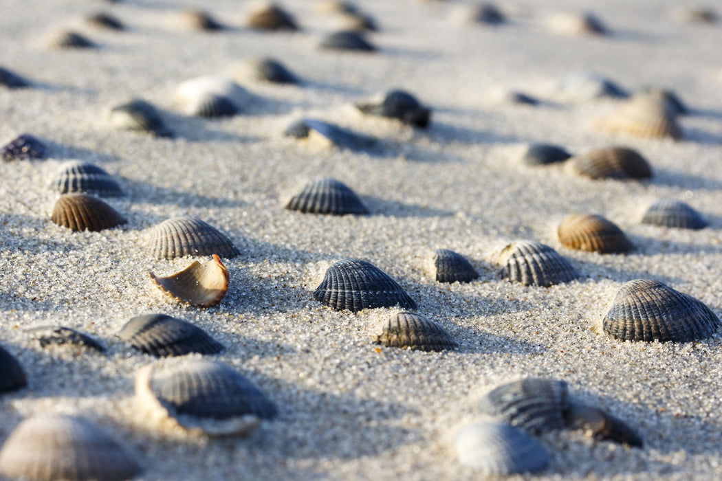 Muscheln im Sand, Glasbild