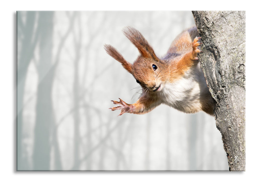 Neugierig rotes Eichhörnchen, Glasbild