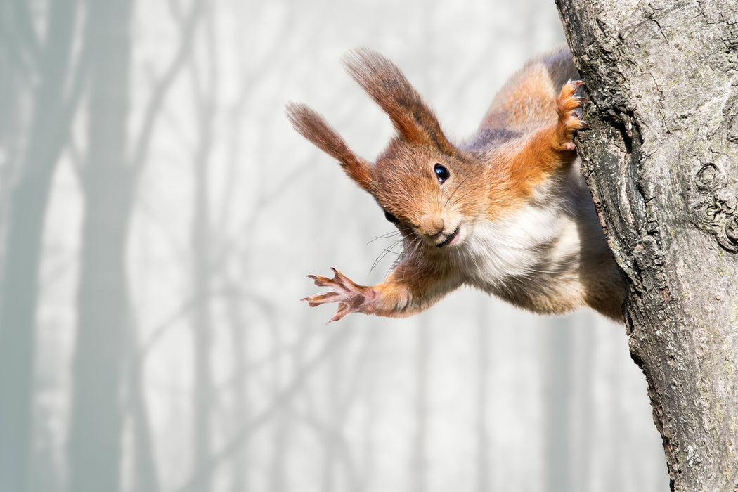 Neugierig rotes Eichhörnchen, Glasbild