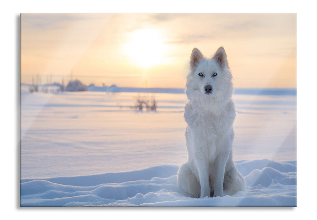 Weißer Wolf im Schnee, Glasbild