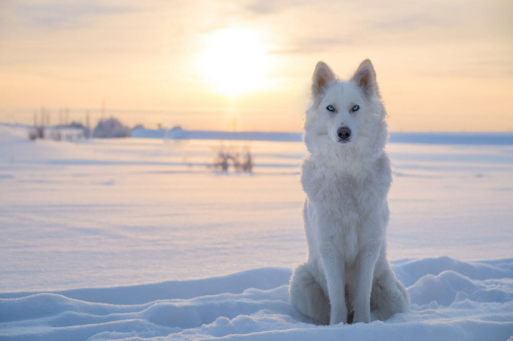 Weißer Wolf im Schnee, Glasbild