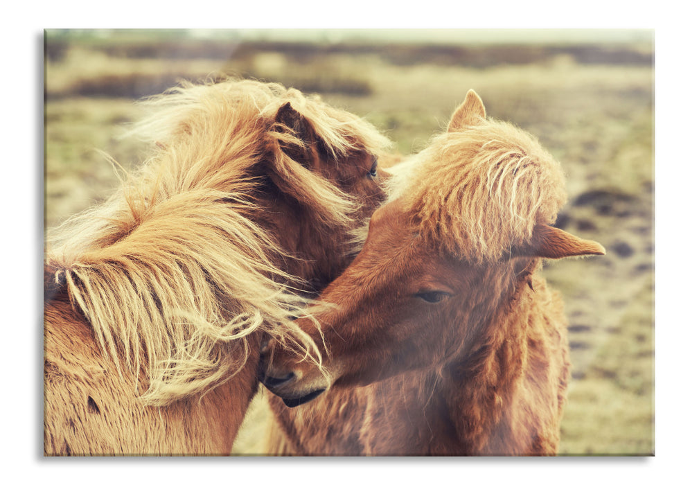 Islandpferde Pony, Glasbild