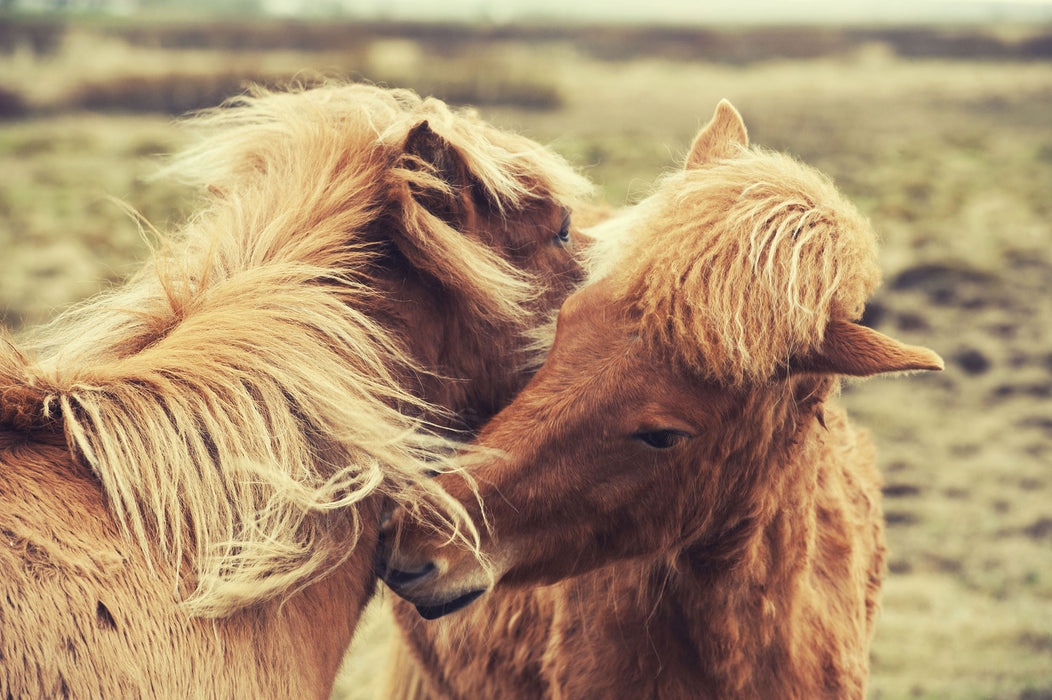 Islandpferde Pony, Glasbild